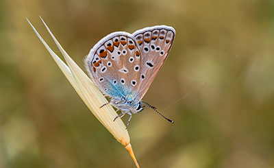 Dintorni di Prato, licenidi da identificare - Aricia agestis e Polyommatus icarus